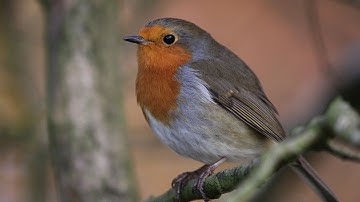 Robin dan Pancawarna, Burung yang Lucu  - Video Slideshow