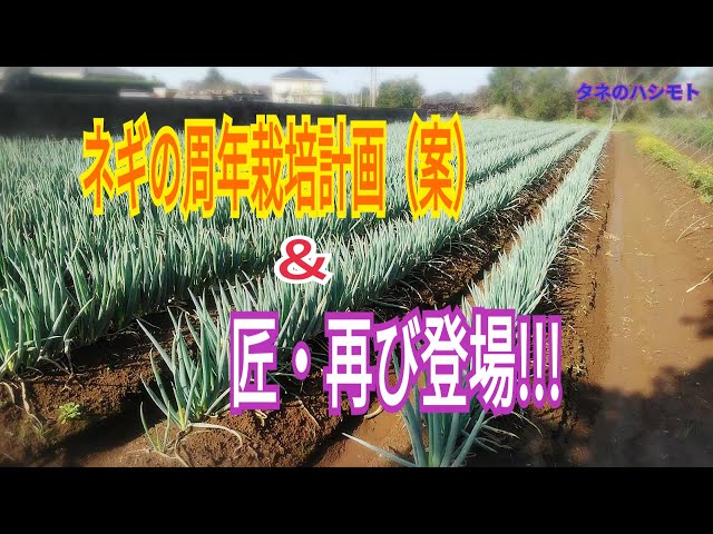 Cultivating Green Onions [How to Choose Varieties by Month