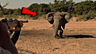 ماذا تعرف عن الفيل: اضخم حيوان بري في العالم !!