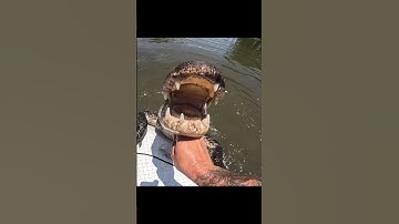 Thumbnail of Do it for the Vine.  Gator Swamp Tour gone Right. #shorts #alligator #swamp #funny