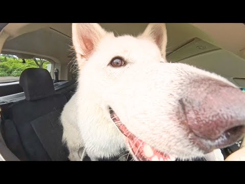 【ハプニング！川散歩】ホワイトシェパード🐺ハクとルルと川に行ったら、次女が💦💦
