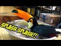 Toucan LOVES Playing in Water!!!