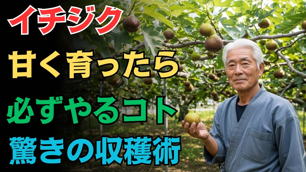 【いちじく栽培】９９％が見落とす！実がついたら迷わずやるべき3つの秘訣