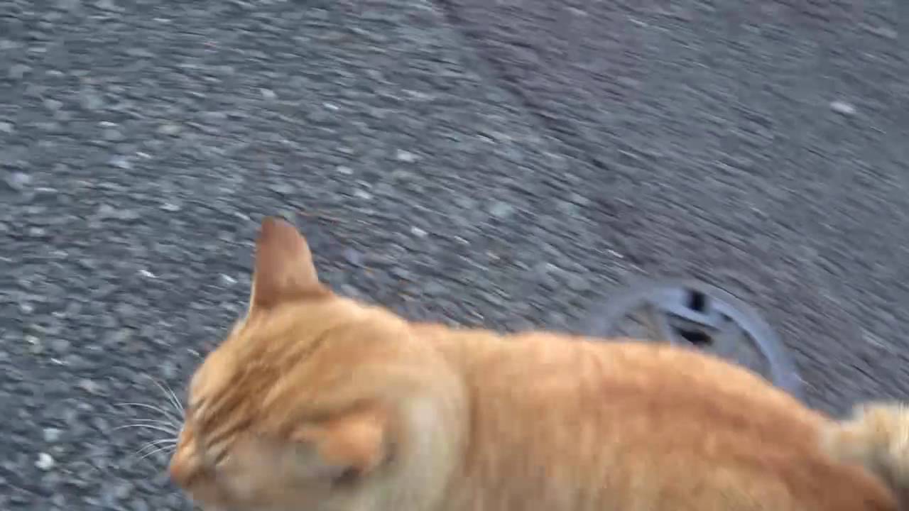 重鎮おにぎり猫 茶トラ兄弟に遠くから忍び寄る Youtube 重鎮おにぎり猫 茶トラ兄弟に遠くから忍び寄る Youtube