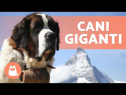 Video: Cani Di Grossa Taglia