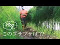 【vlog】アスパラとトマトを育てる人。料理する人。癒し動画 / BGM付き / スローライフ