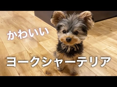 かわいい ヨークシャーテリアのほのぼの動画 癒しわんこ ヨーキー フクのキロク Youtube