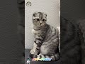 Keep calm be funny cat