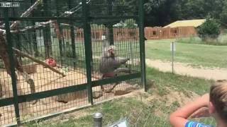 Poop throwing monkey ruins little girls day at the zoo
