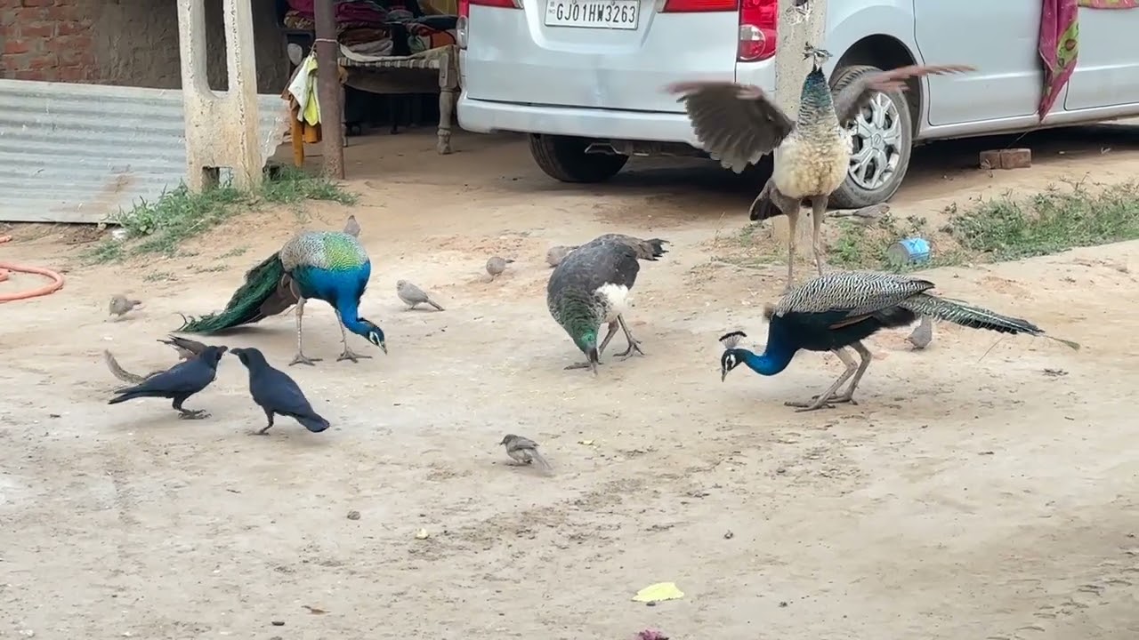 🦚મોર અને બીજા પક્ષીઓ❤️દાણા ખાવા આવ્યા અને થઈ લડાઈ😱#birds #naturesvoice #original #youtubevideo  ❤️🦚