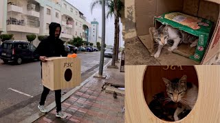 Giving hope to Mama's stray cat after the sky became cloudy. by Feeding Street Cats 6,683 views 1 day ago 9 minutes, 22 seconds