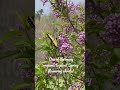 2022-Year of the Lilac💜🦋//Gardening On Taylor Mountain