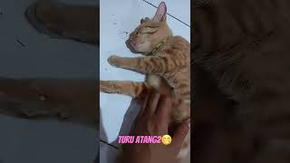 Tidur Atang Atang