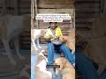 I'm lonely carrying for 28 souls, I need your assistance to run shelter campaigns #viral #rescue