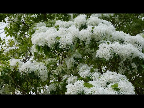 Video: Kunststof voor Chinese franjebomen - Hoe Chinese franjeplanten te bemesten