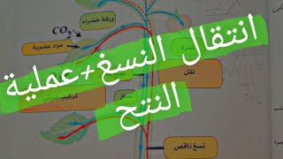 شرح بسيط? لإنتقال النسغ وعملية النتح عند النبات الاخضر (السنة الاولى متوسط)??