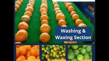 Kinnow, Orange Washing, Waxing & Grading Plant