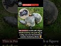 🐢 A Turtle’s Fight Against Plastic #PlasticPollution #SaveMarineLife #Ocean #Environment #Wildlife