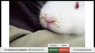 Проявление аллергии на кроликов Проявление аллергии на кроликов