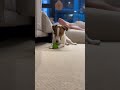 【Jack Russell Terrier傑克羅素㹴BonBon】 Dog tilts head to listen to sound#shorts#jackrussellterrier#잭러셀