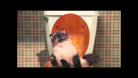 Jinxers, the pooping cat! [HD 720P) - DayDayNews
