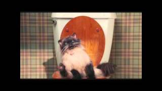 Jinxers, the pooping cat! [HD 720P)