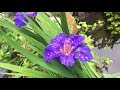 Growing Water iris . Beautiful and care free!