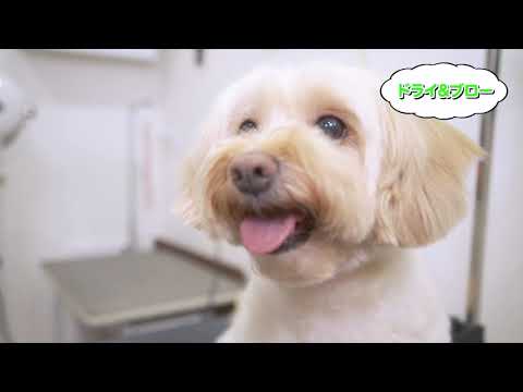 トリミング カット】トリマー直伝！初心者でもお家で簡単トリミング