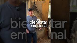 ¿Por qué los caballos de Agua Zarca comen de esta manera? 🐴🌾