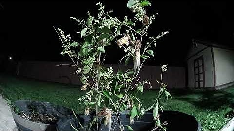 Molting process of Brood X cicada HD - Quá trình lột xác của ve sầu Brood X 2021 HD - Time-lapse