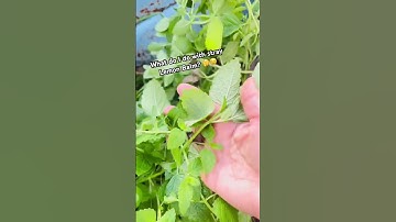 What do I do with stray growing Lemon Balm? Quick fun fact!