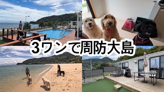 【犬と泊まれる宿】やっと会えた!ゴールデンドゥードル3頭で周防大島へ|せとうちアイランドステイズ周防大島