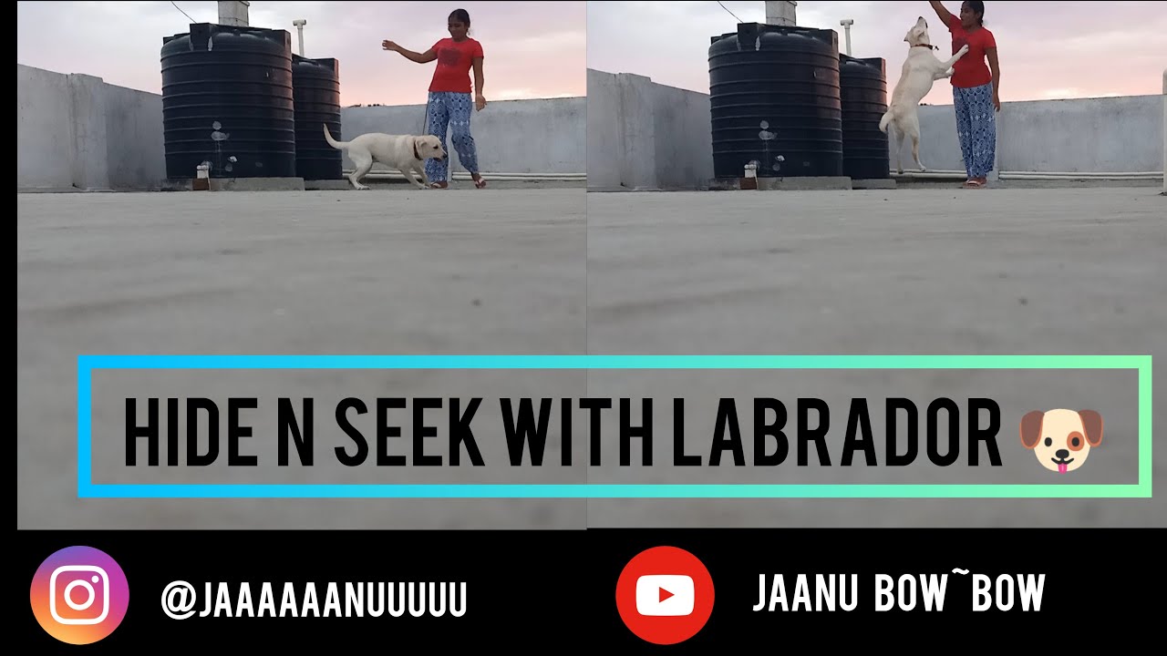 HIDE N SEEK WITH JAANU THE LABRADOR || JAANU BOW~BOW || PLAYTIME || LABRADOR || YOUTUBE || 11-06-21