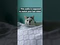 Kitty
