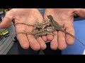 Baby bearded dragons | Waterlife Aquarium