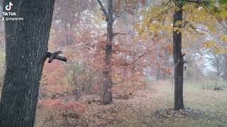 Rain fall in the Missouri Ozarks