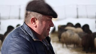 Василь Ковбаснюк у Квасах розповідає про своє господарство Карпатські вівці Зимівля овець в Карпатах