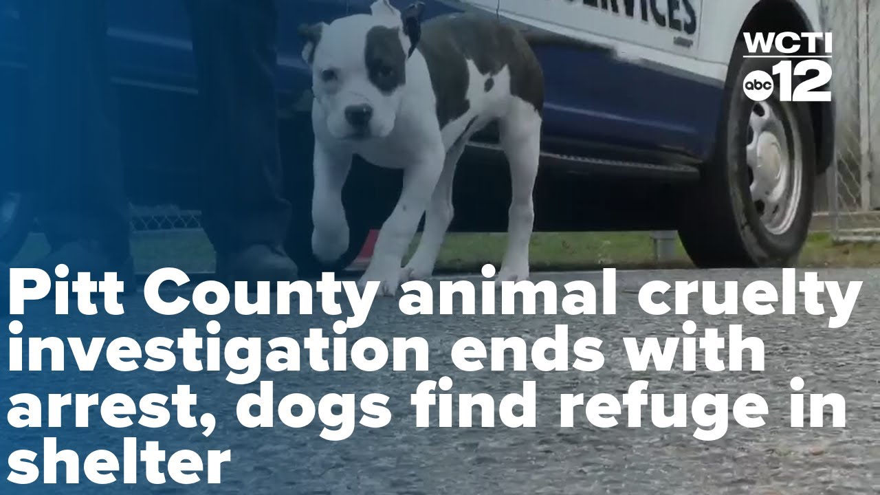 Animal cruelty investigation ends with arrest, dogs find refuge in ...