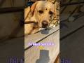 Mere Kaan Mein Hai Jo Bali Newshorts Cutelabrador Funny Comedy Ytshorts Dogshorts Trending Mere Kaan Mein Hai Jo Bali Newshorts Cutelabrador Funny Comedy Ytshorts Dogshorts Trending