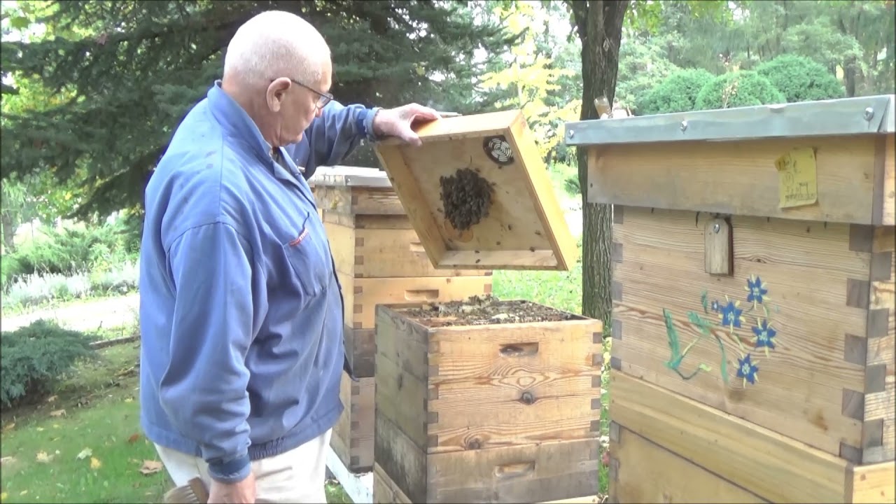 Łatwe i bezpieczne połączenie 2 rodzin pszczelich przed zimowlą 3
