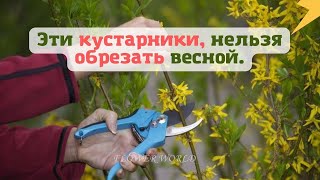 Эти кустарники, нельзя обрезать весной.💐