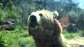 Bear licking window