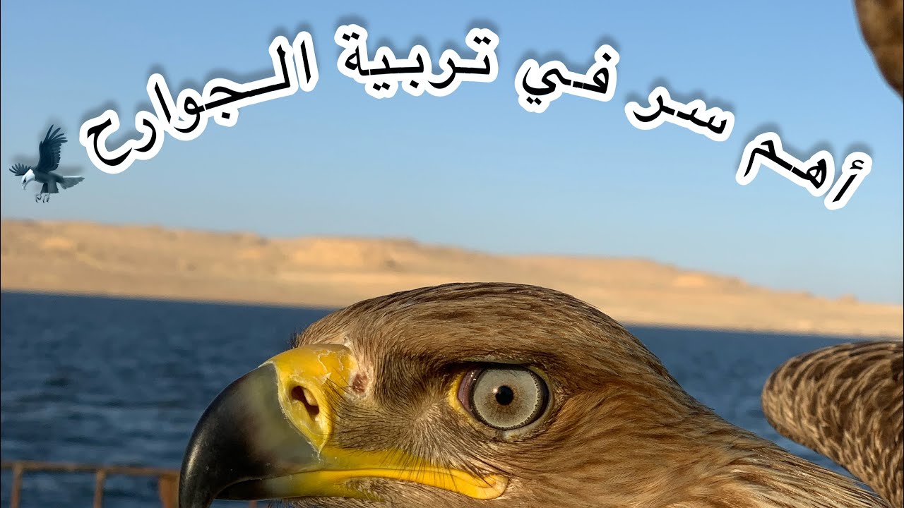 “اهمية  الميزان في حيات كل صقر  او مربي عقاب سر في تربية الجوارح… اللي محدش بيتكلم عنه 🦅🔥