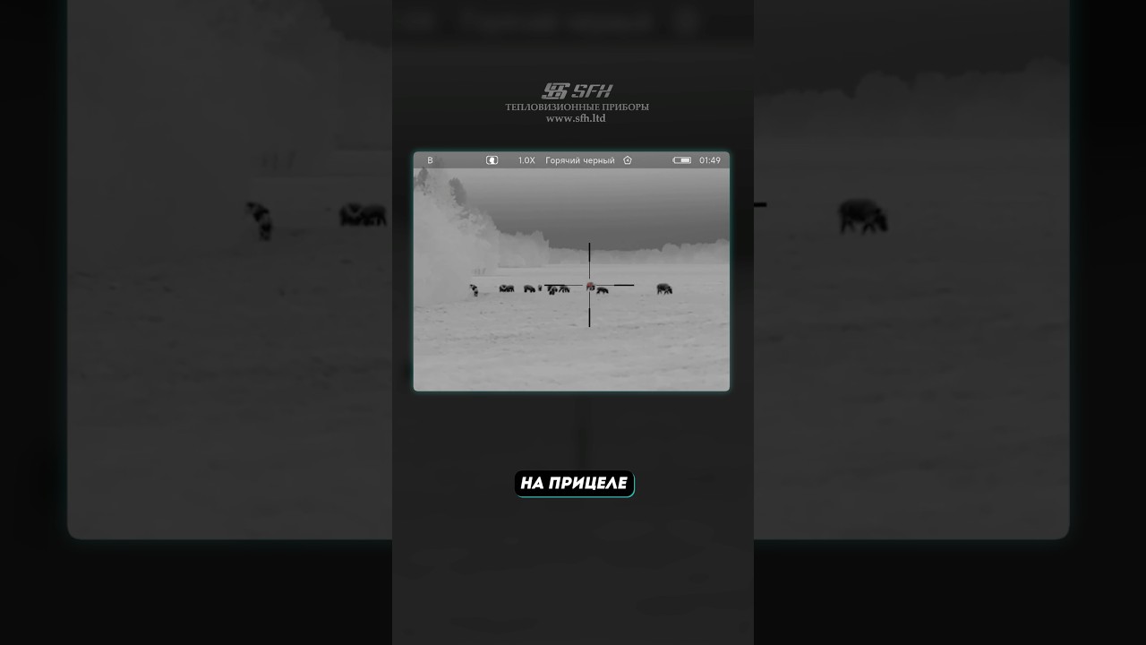 Охота на кабана с тепловизором SFH VARG H50RL