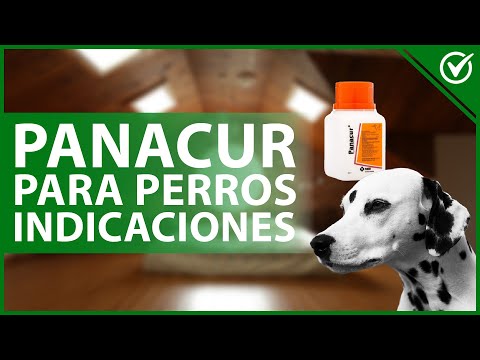 Video: Cómo quitar el esmalte de uñas de mi perro