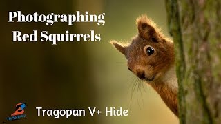 Tragopan V+ Pop-Up Hide - Photographing Red Squirrels