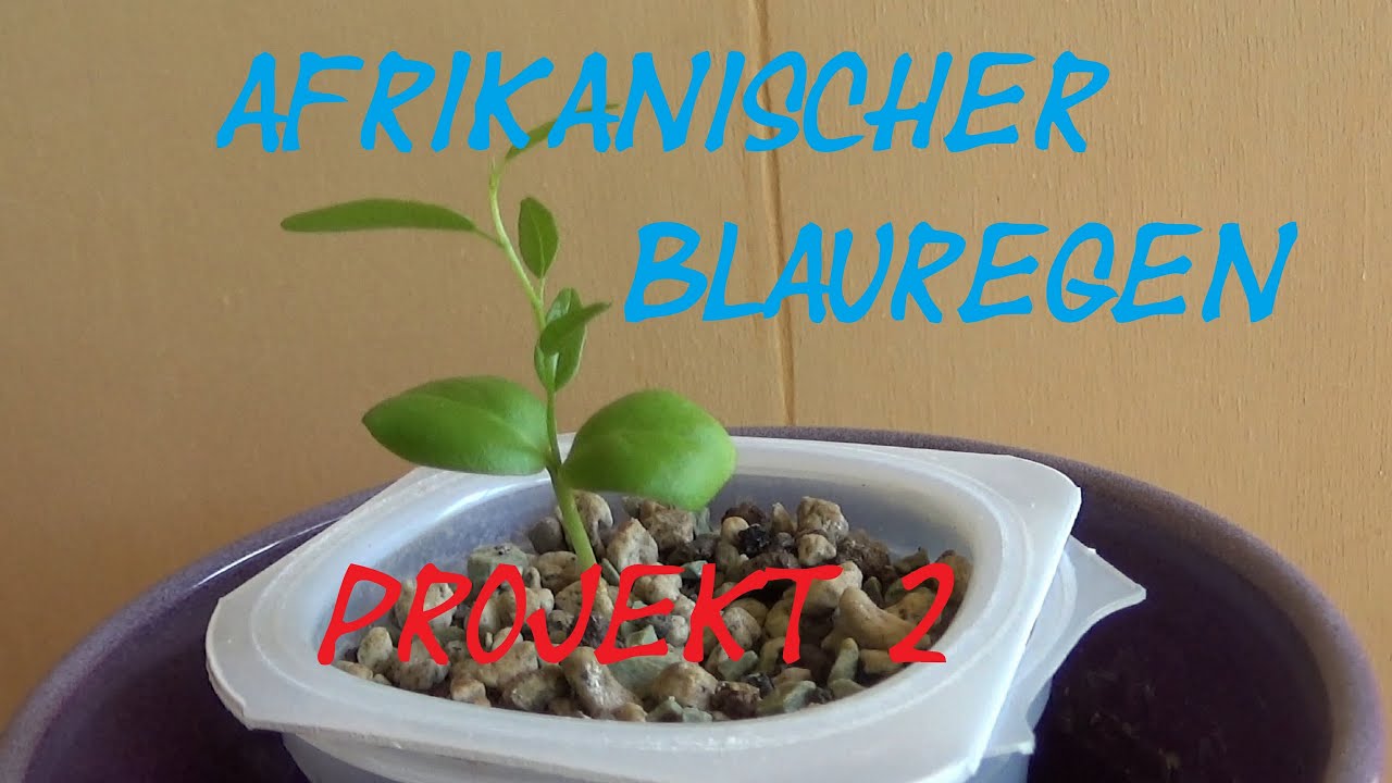 Afrikanischer Blauregen Projekt 2
