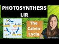 Light Independent Reactions of Photosynthesis A-level (LIR The Calvin Cycle)