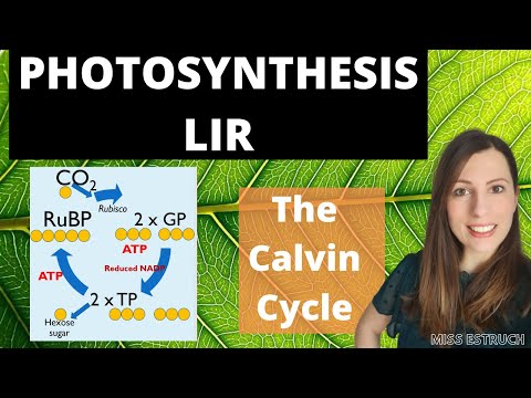 Light Independent Reactions Of Photosynthesis A-Level