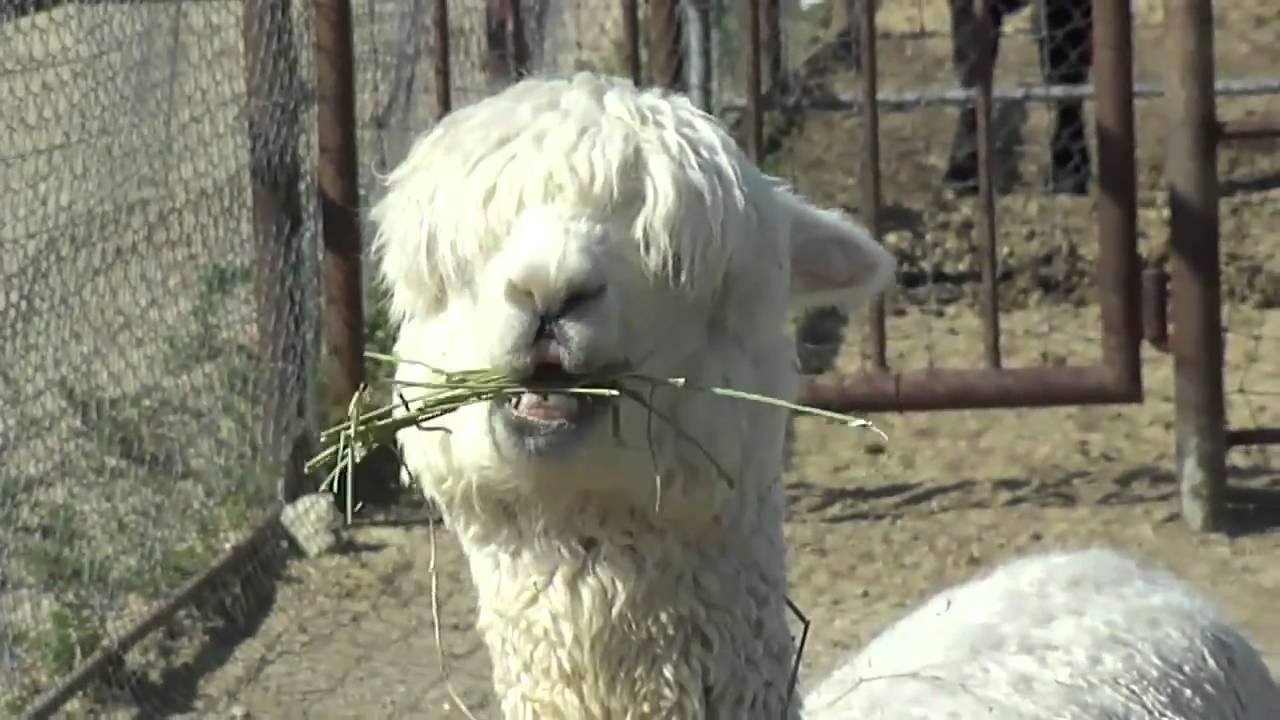 Cute Alpaca!!